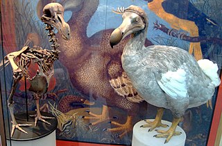 320px-Oxford_Dodo_display.jpg