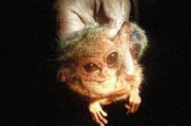 Pygmy_Tarsier_2008.jpg