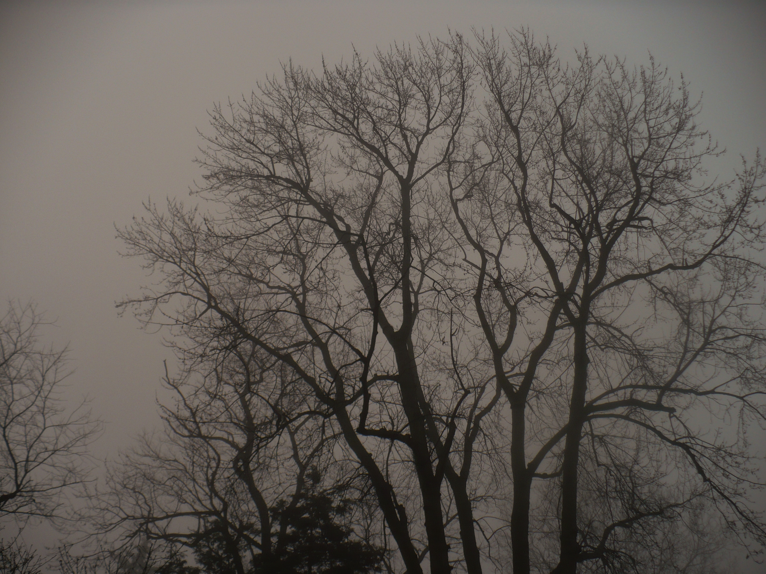 fog-in-trees.jpg