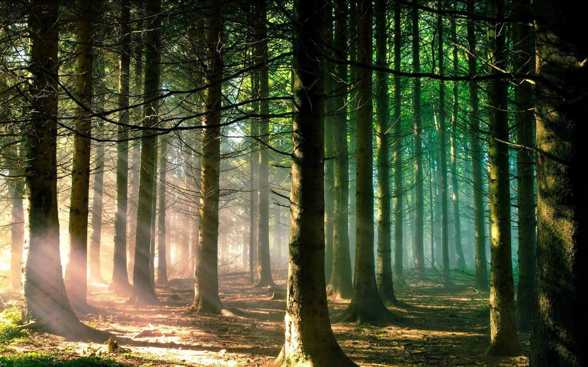 sun_shining_through_the_forest-natural_landscape_desktop_Wallpapers_1920x1200.jpg