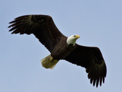 bald_eagle_adult.jpg