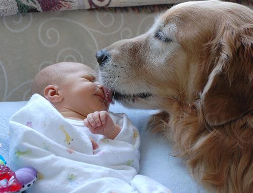Dog-Licking-Baby.jpg