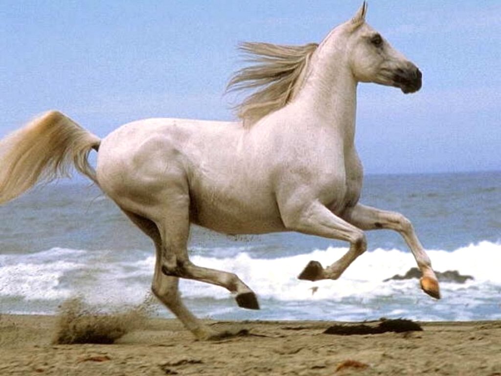 horse-picture1.jpg