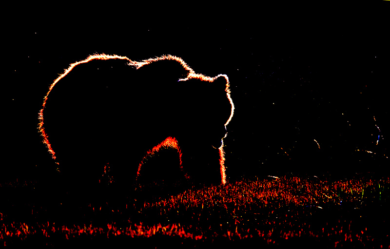 Brown-Bear-BLACKLIT--with-gnats-ISO-640-_10J0284---Kukak-Bay,-Katmai-National-Park,-AK.jpg