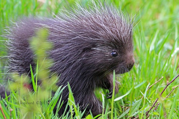 mammals_porcupine_young_20130511_Lycoming_mlombard.jpg