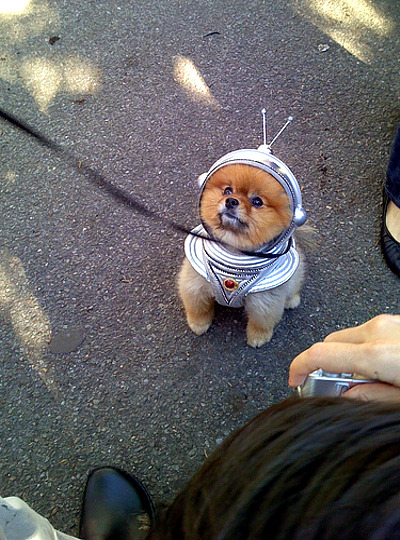 costume_space-puppy.jpg