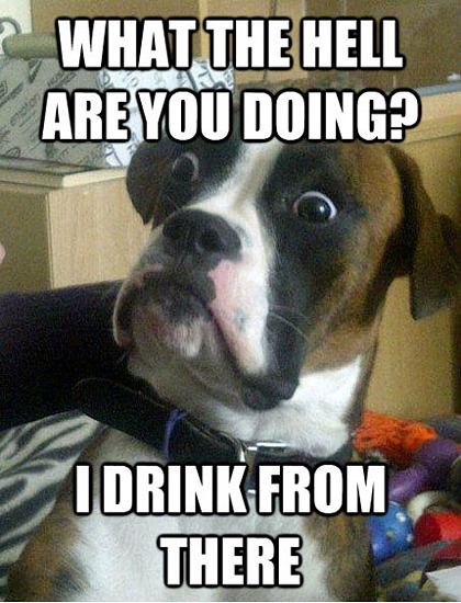 dog-drinks-from-there.jpg