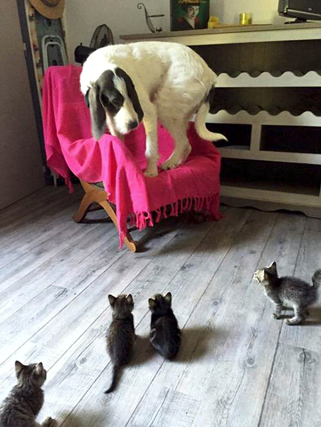 dog-scared-of-kittens.jpg