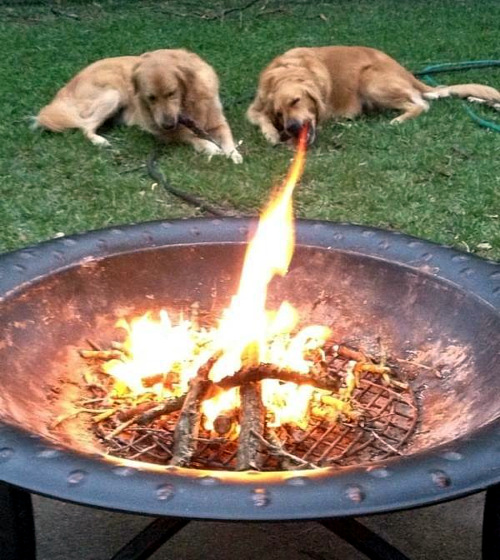 fire-breathing-dog.jpg