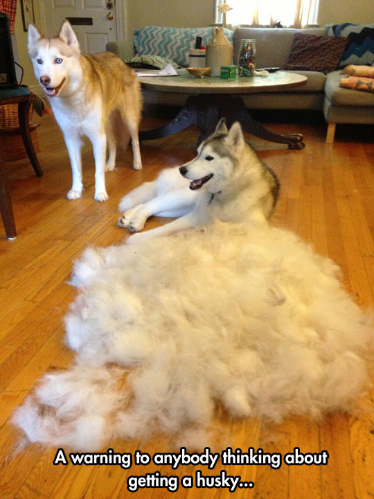 husky-dogs-shed-a-lot.jpg