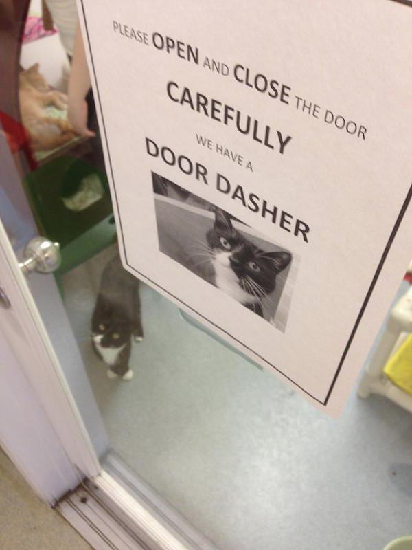 sign_cat-door-dasher.jpg