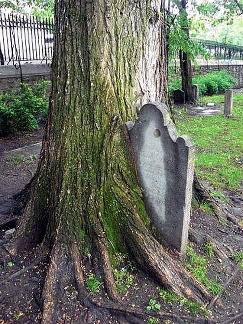 tree-eats-headstone.jpg