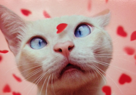 cat-valentine-sphynx-cute-kitty.png