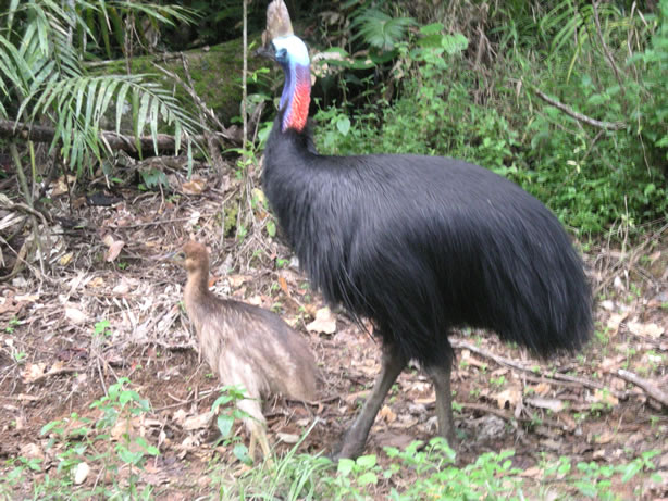 052%20-%20A%20Real%20Cassowary%20at%20Last_JPG.jpg