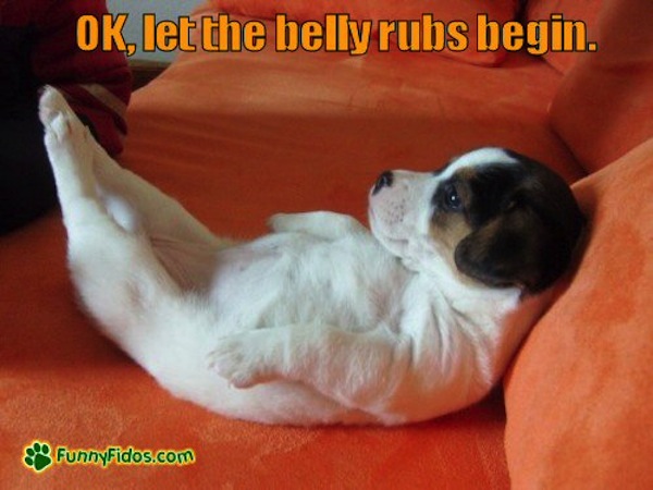 funny-dog-picture-let-the-belly-rubs-begin.jpg