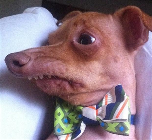 ugly-dog-funny-pictures.jpg