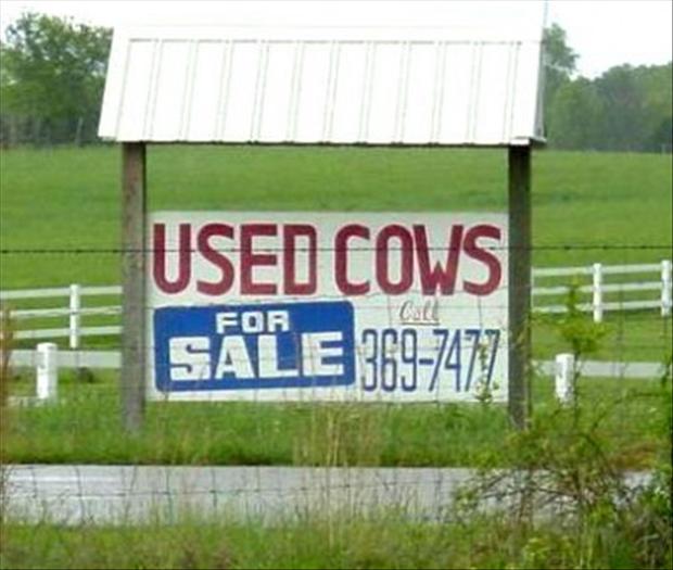 used-cows-funny-pictures.jpg
