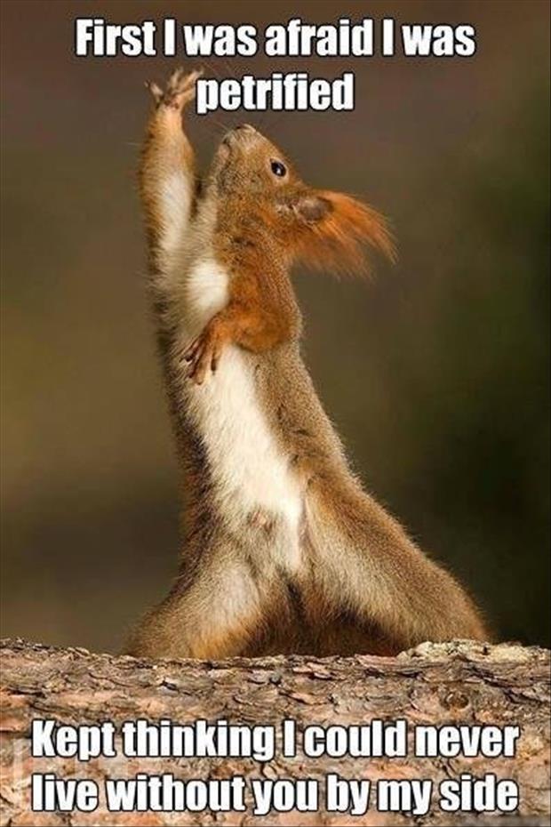 Funny-Animals-tina-turner-squirrel.jpg