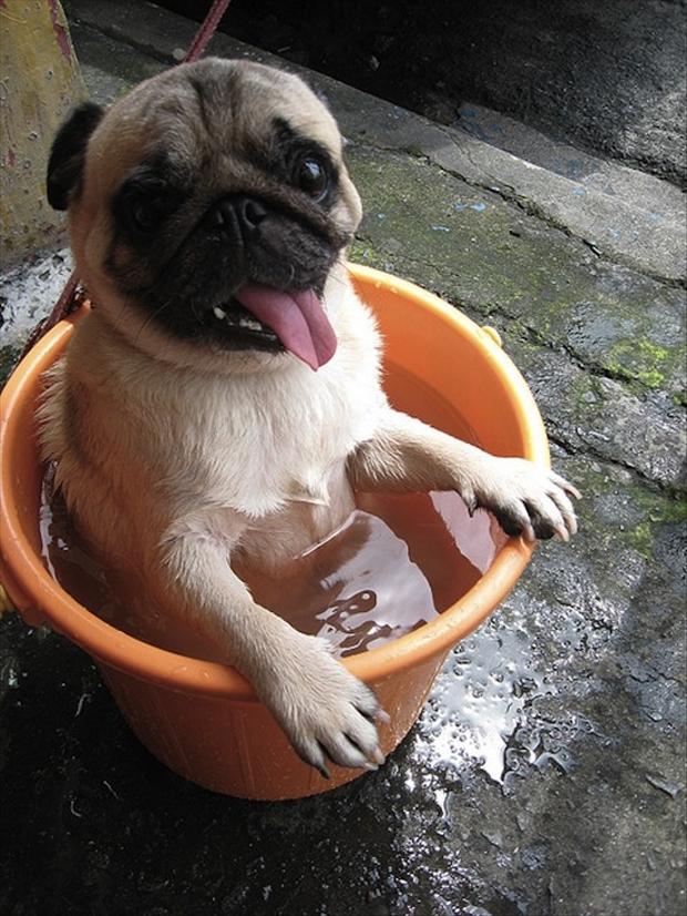funny-pug-dog-pictures.jpg