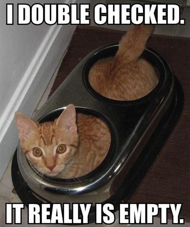 food-bowl-for-a-cat-empty-funny-pictures1.jpg