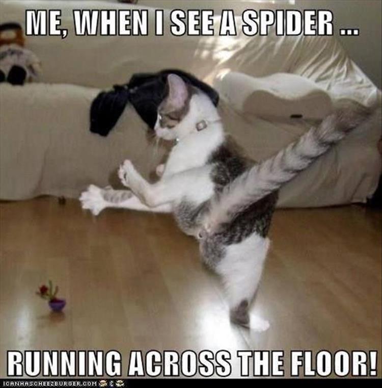 when-I-see-a-spider.jpg