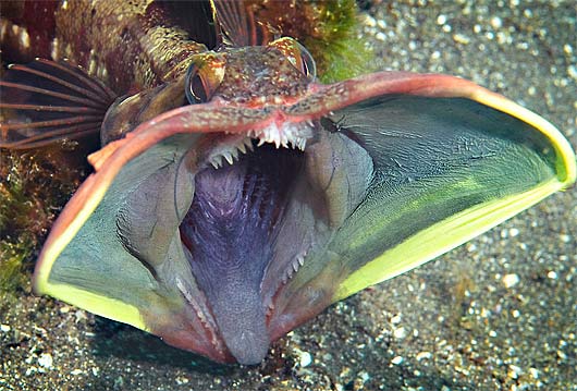 fringehead-sarcastic-mouth-open.jpg