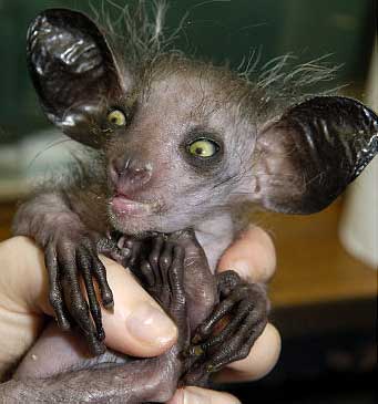 baby-aye-aye.jpg