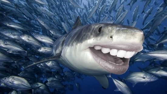 Sharks-With-Human-Teeth-003.jpg