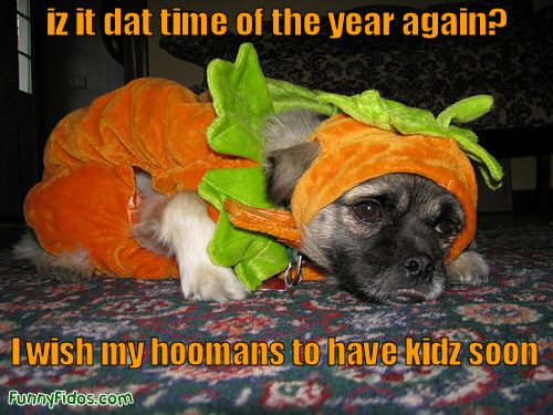 funny-dog-picture-dat-time-of-year-again.jpg