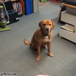 1402176591_dog_doesnt_want_to_play_with_frisbee.gif
