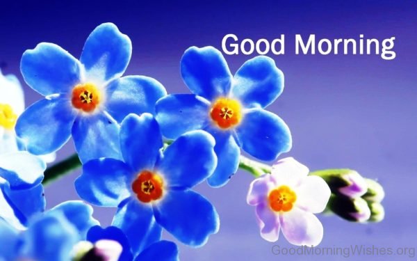 Good-Morning-Beautiful-Blue-Flowers-Image-600x375.jpg