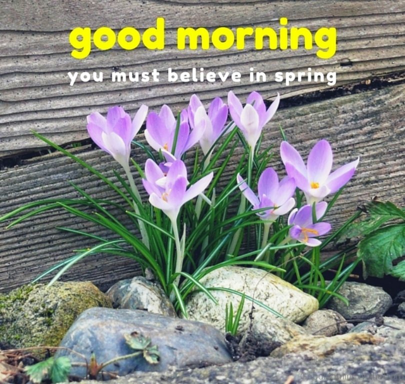 Good-Morning-You-Must-Believe-In-Spring.jpg