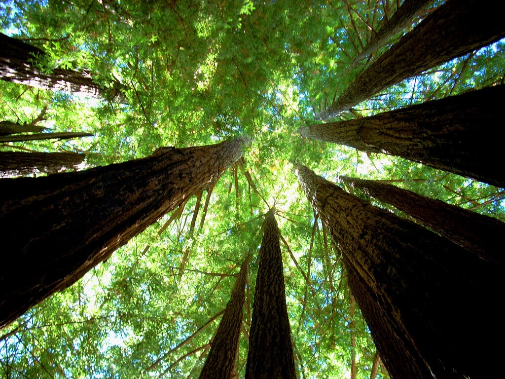 redwood-trees.jpg