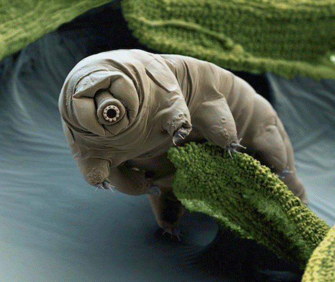 tardigrade.gif