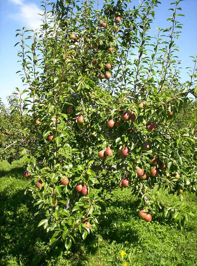 Pear-tree1.jpg