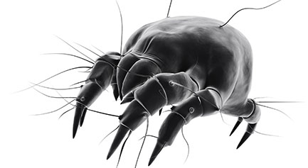 Dust-Mites-vs-Bed-Bugs.jpg