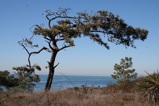 torrey-pine-ocean.jpg