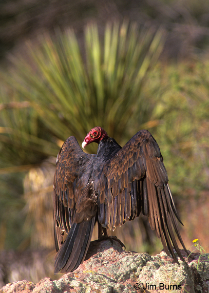 Turkey-Vulture-drying-wing2.jpg