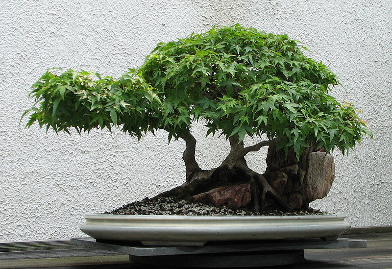 Japanese_Maple_bonsai_2.jpg