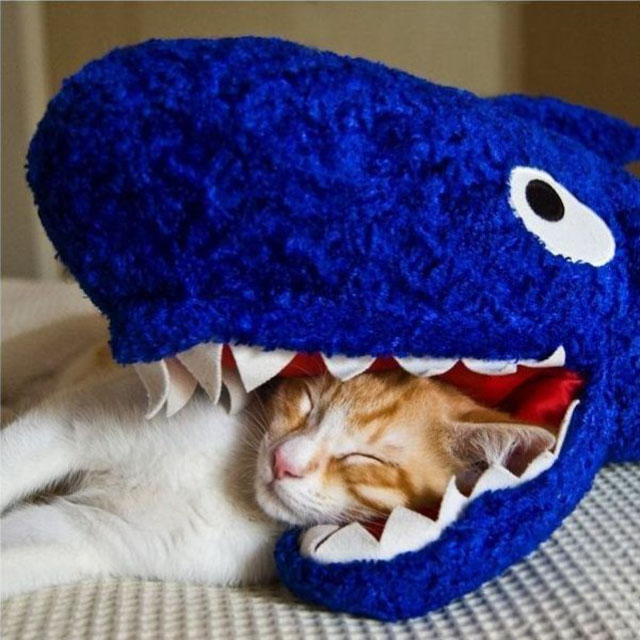 cats-sleeping-weird-places-dinosaur.jpeg