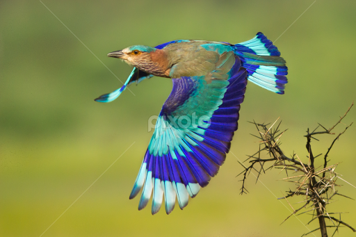 indian-roller-taking-off-5168112221552640.jpg