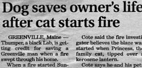 funny-pets-cat-starts-fire-dog-saves.jpeg