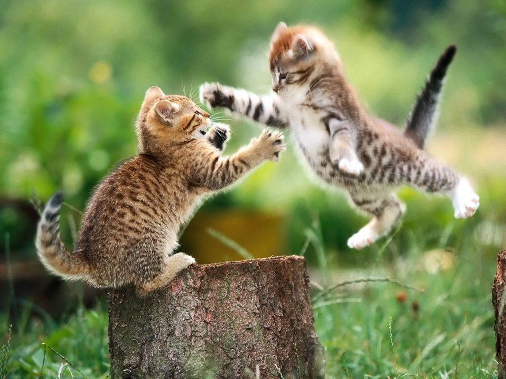 funny-cat-fight.jpg