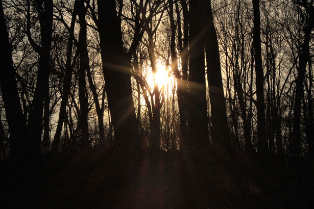 sun-shining-through-trees.jpg