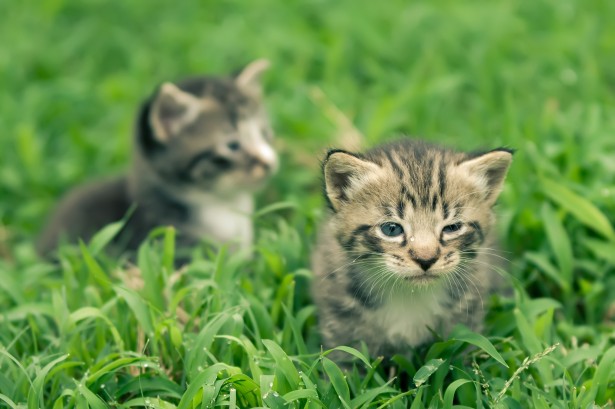 two-adorable-kittens.jpg