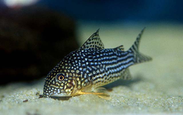 corydoras_sterbai_1.jpg