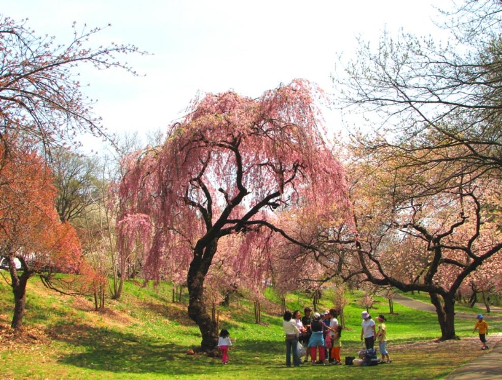 many_people_under_willow_cherry_tree-edited-reduced-IMG_7955-987x748.jpg