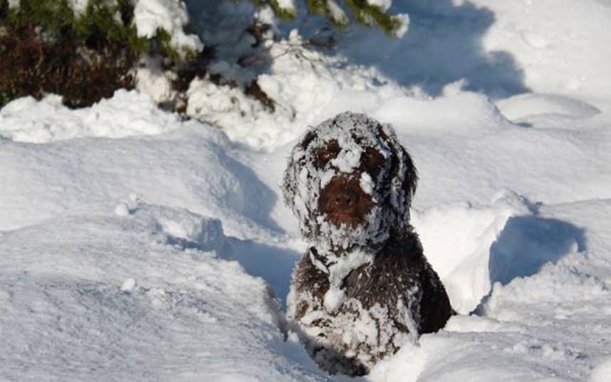 dogs-in-snow-facebook.jpg