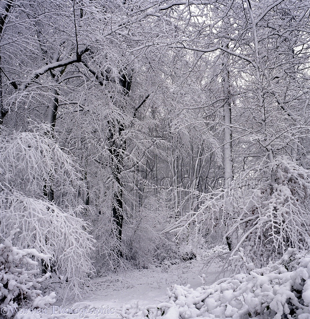 20527-Snowy-trees.jpg