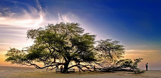 Tree-of-Life-Bahrain_12.jpg